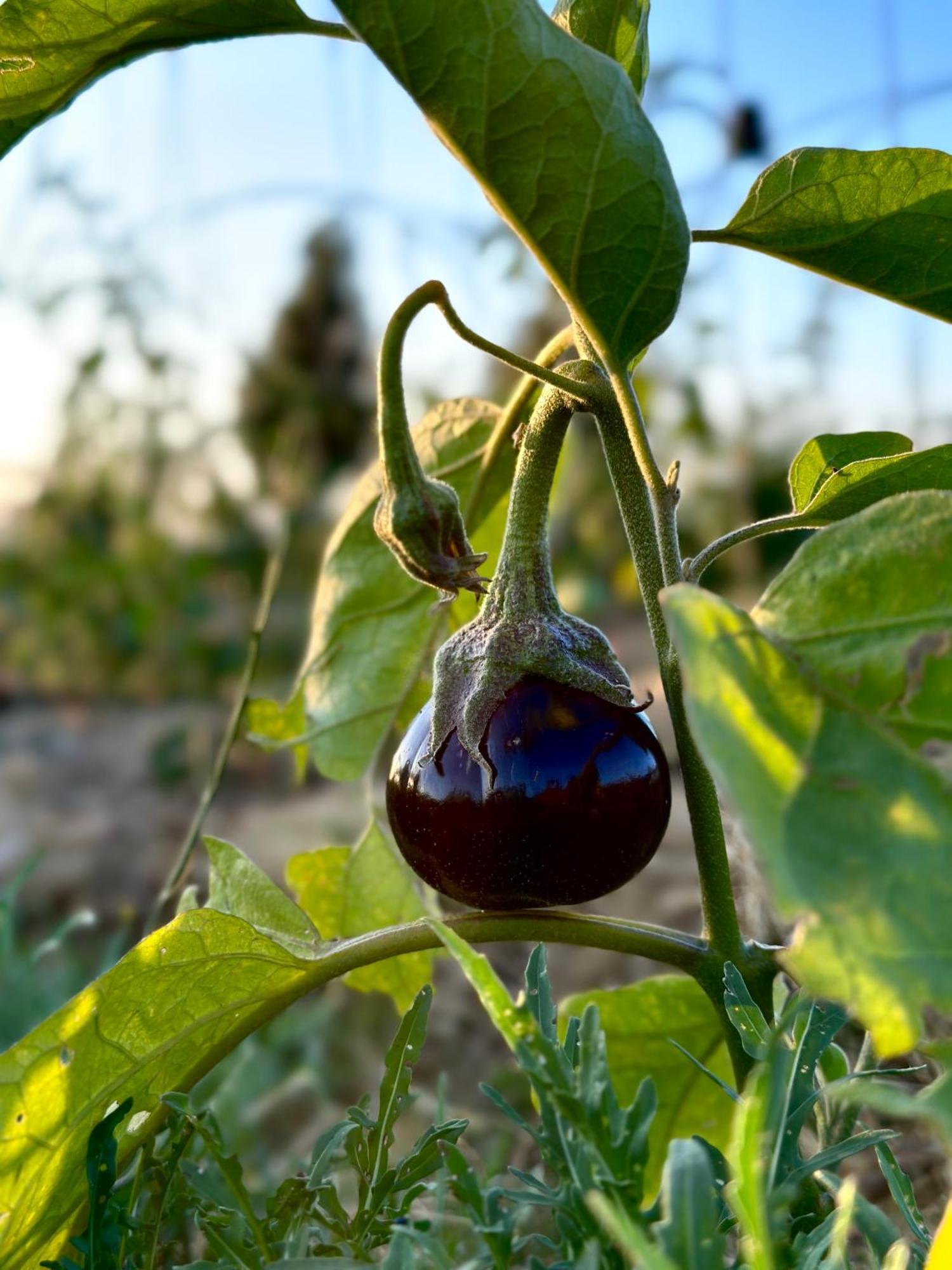 Tenuta Di Paternostro ヴェトラッラ エクステリア 写真
